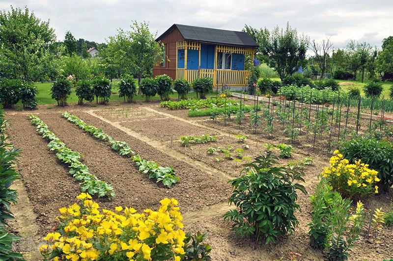 lechos de verduras bien cuidados