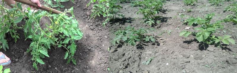 aporquear plantas en su cabaña de verano