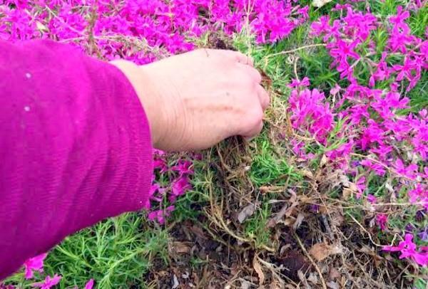 trasplante de phlox