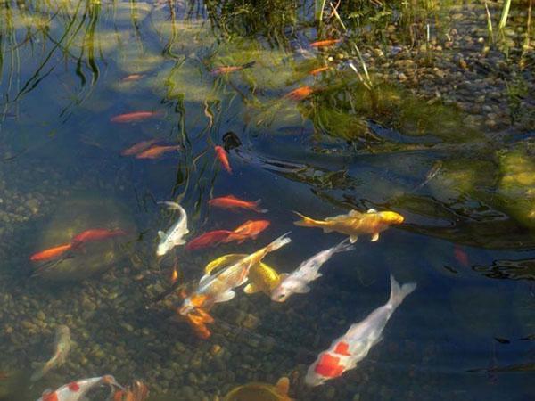 pez en el estanque