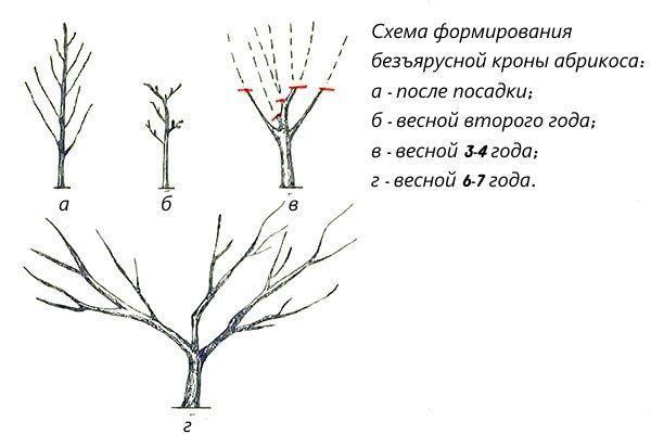 esquema de formación de corona