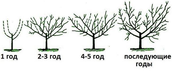 esquema de poda de albaricoque joven