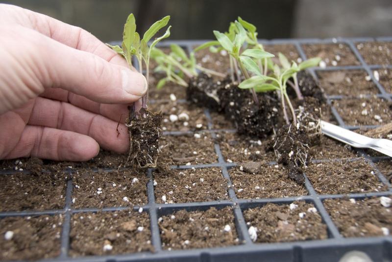 qué plantas son útiles para recoger