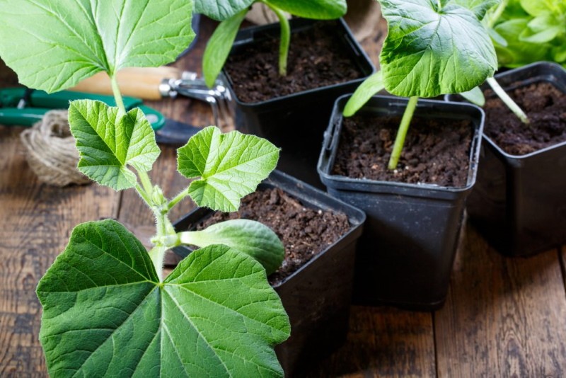 calabaza - un cultivo que no se debe bucear