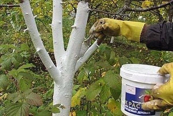blanchiment des troncs - protection de l'arbre