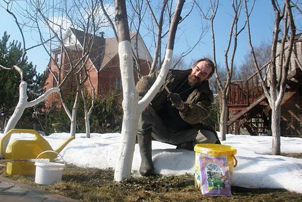 blanchiment printanier des arbres fruitiers