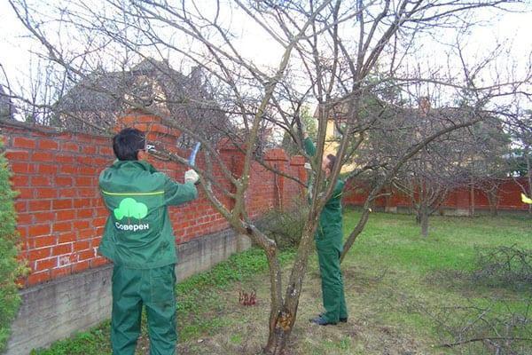 jardinage de printemps