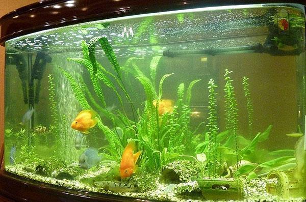 condiciones confortables para peces y plantas