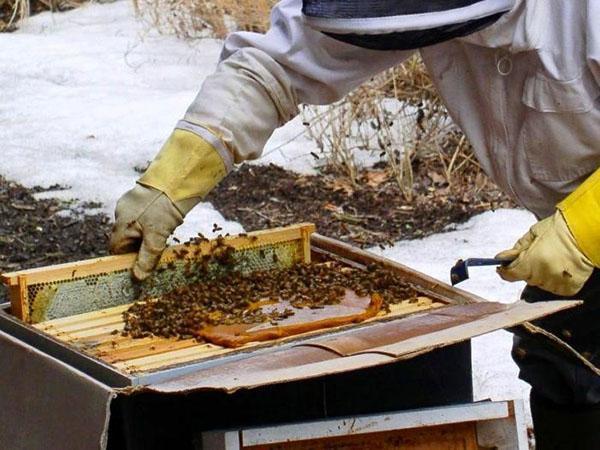 Comprobación de la colmena y la alimentación de primavera.