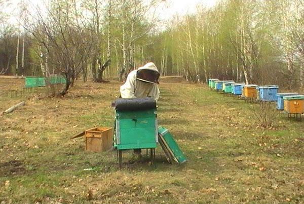 Estimulando a las abejas para que salgan volando