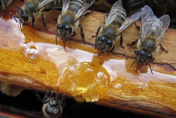 Alimentando a las abejas en primavera