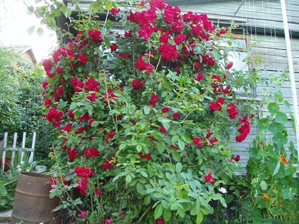 paillage des roses