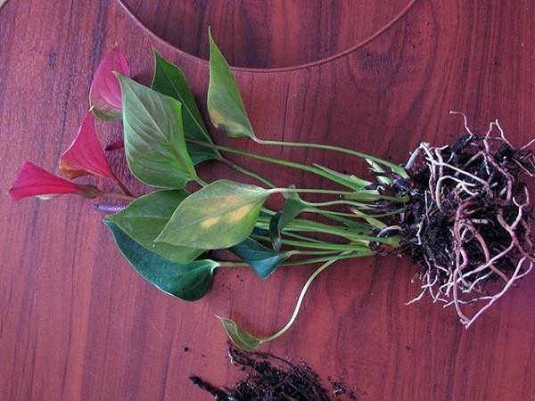 transplantation d'anthurium acquis