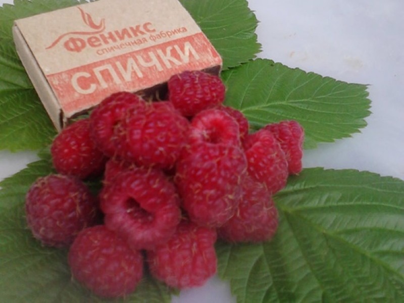 framboise baies timide