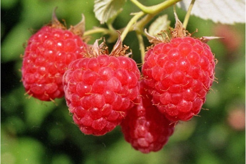 framboise timide