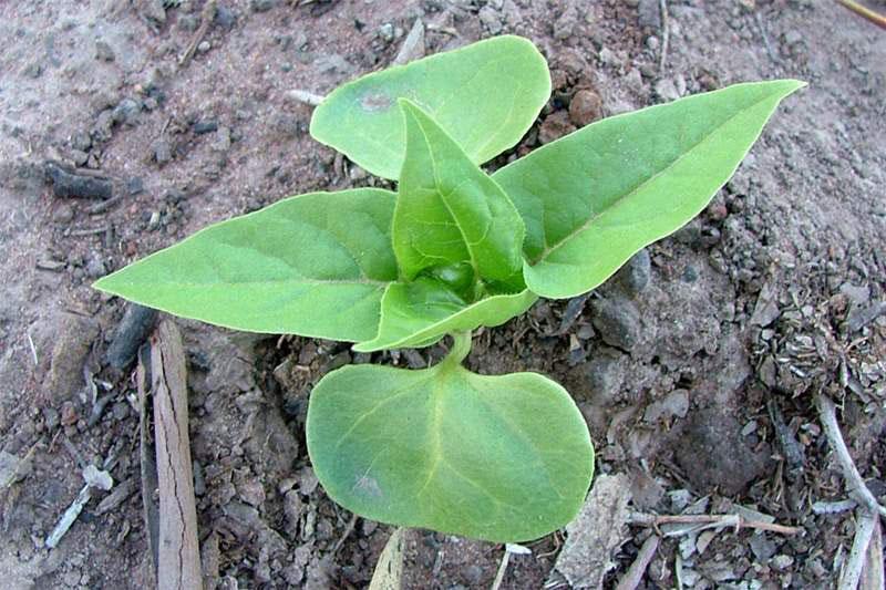 planter des mirabilis dans le sol