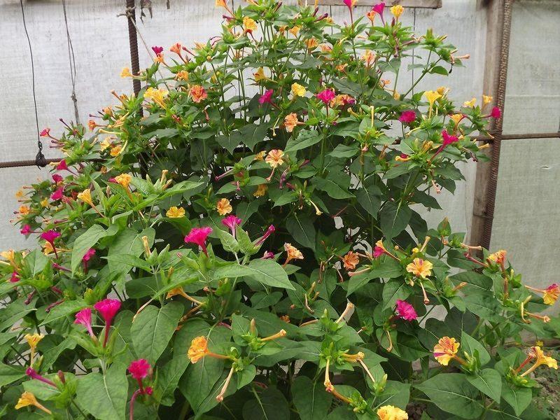 plantation et soins de photo de fleur de beauté de nuit