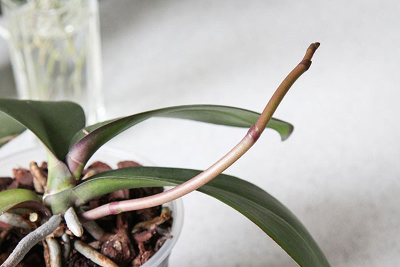 la orquídea no florece