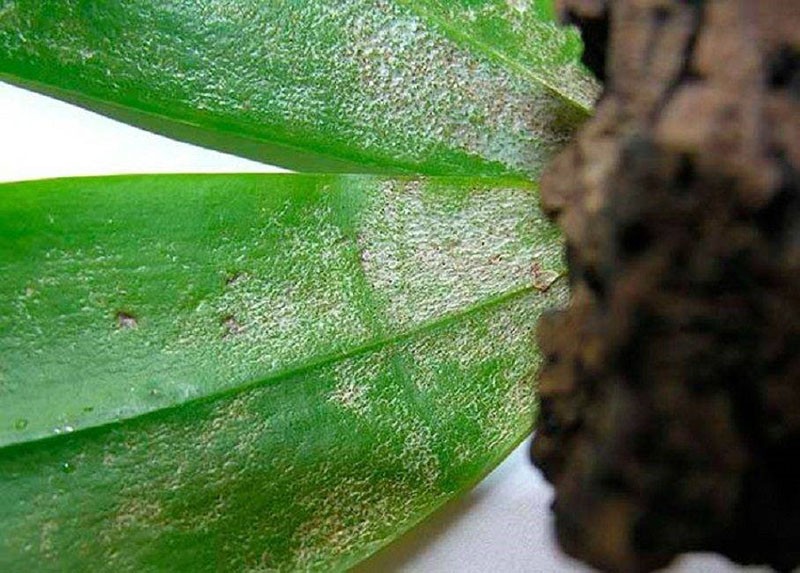 la planta necesita ayuda