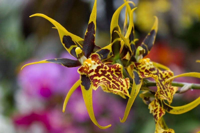 orquídea Brassia in vivo