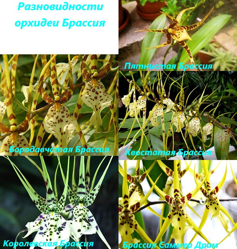 variétés populaires d'orchidées Brassia