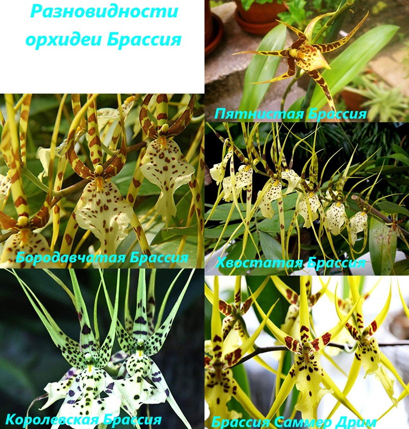 variedades populares de orquídeas Brassia