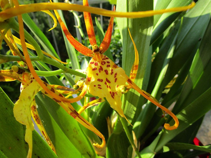 flor de orquídea original