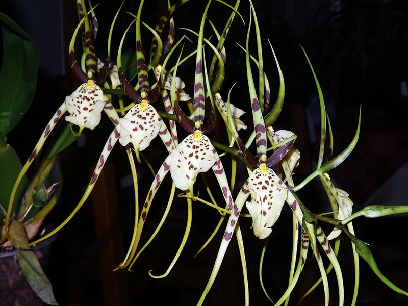 culture d'orchidées Brassia