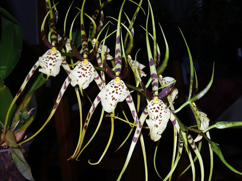 cultivo de orquídeas Brassia