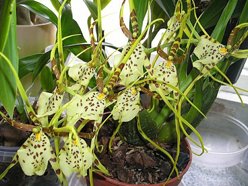soin des orchidées après achat
