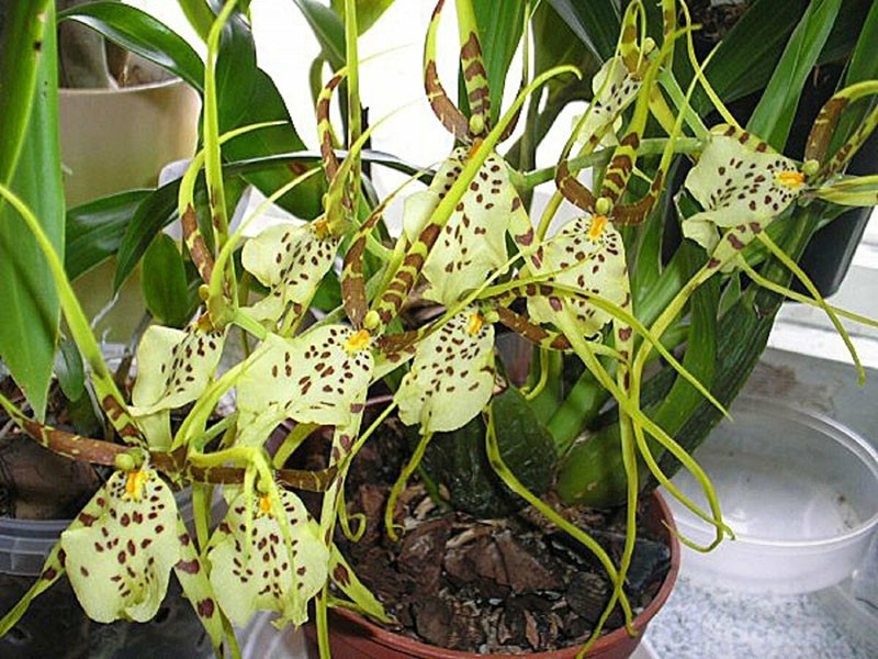 cuidado de las orquídeas después de la compra