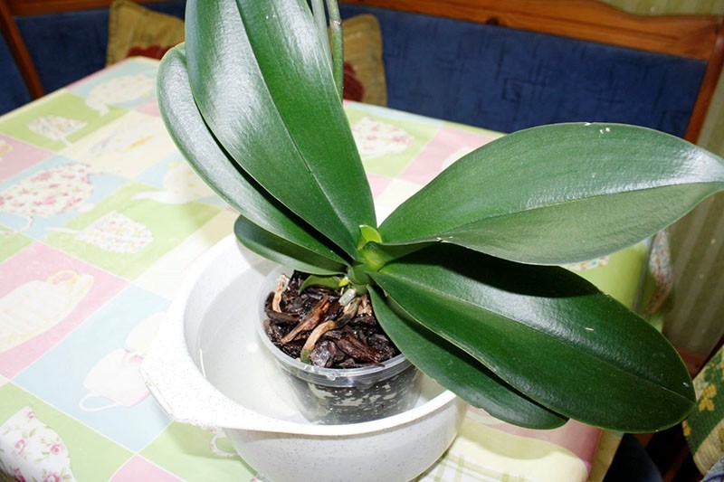 cuidado de las orquídeas