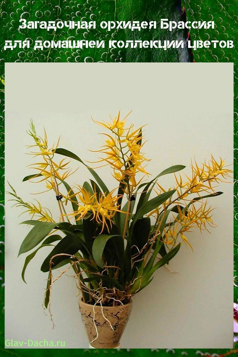 orquídea brassia