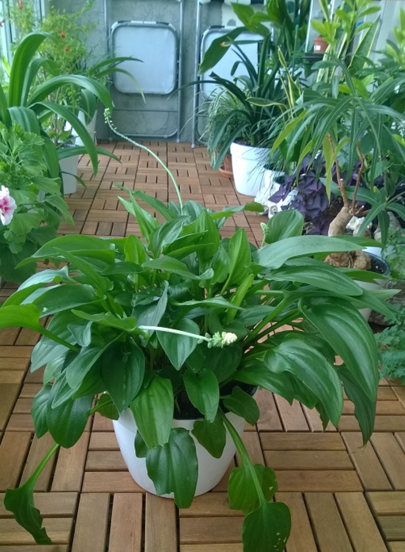 ¿Hay algún daño por drimiopsis?