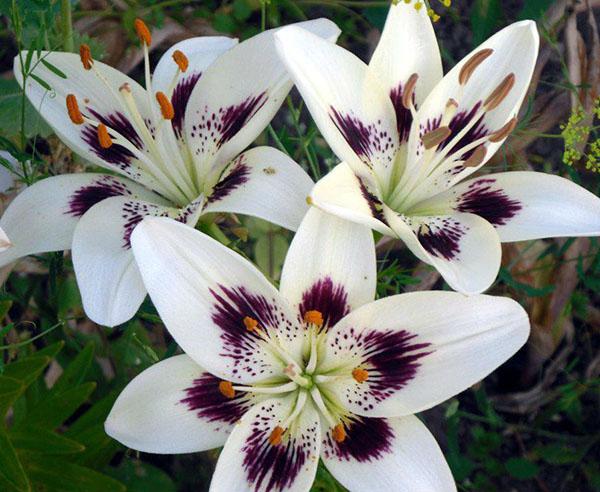flores de lirio bicolor