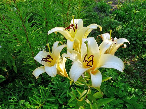 variedad con flores blancas