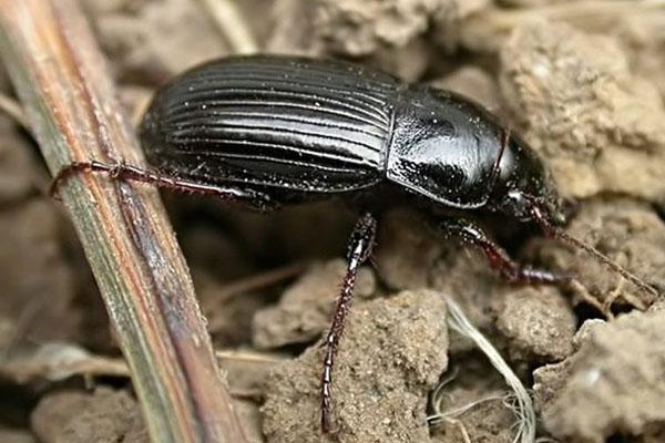 escarabajo de tierra de insectos nocturnos