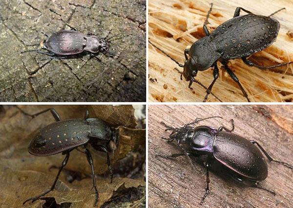 especies de escarabajos terrestres