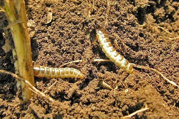 larvas de escarabajo de tierra