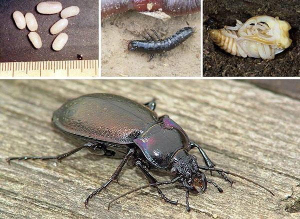 escarabajo de tierra de grano de plaga de cultivo