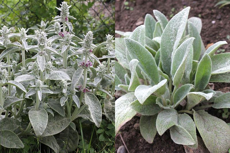 cultivamos una planta de stachis en una cabaña de verano