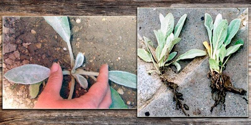 reproduction des stachis en divisant le buisson