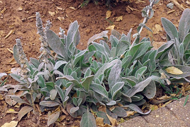 planta de stachis en el jardín