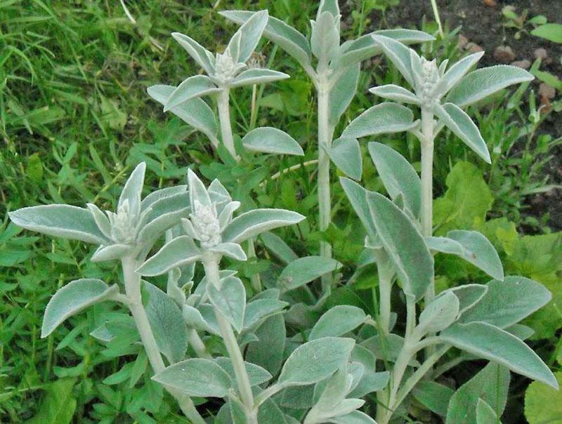 planta erecta de stachis