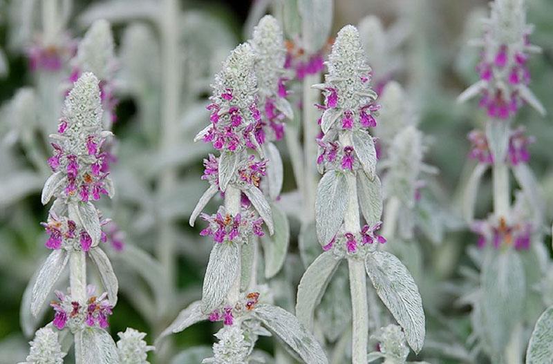 flores de stachis