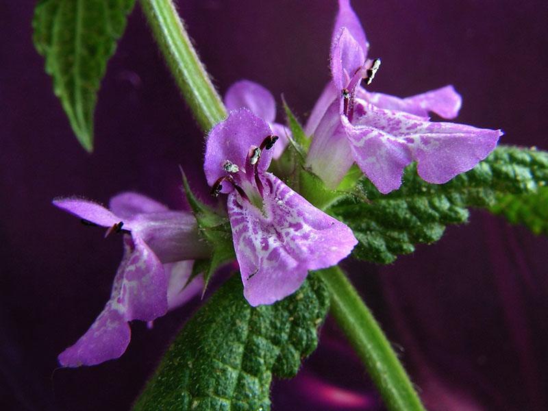 forme de fleur de stachis