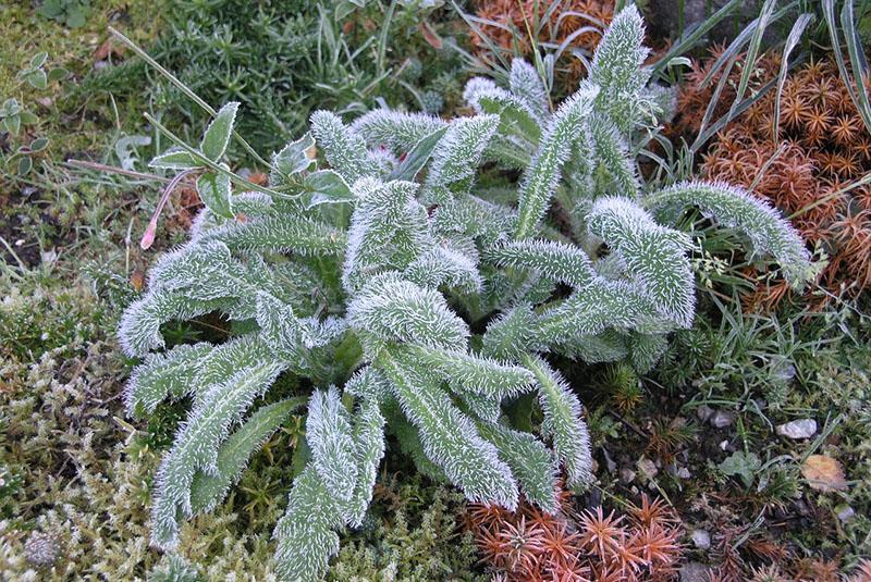 stachis de plantas esponjosas