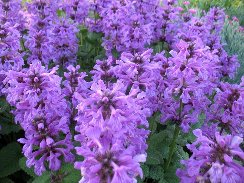 stachis de flores grandes