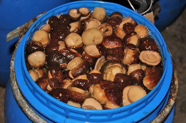 salazón de champiñones en un barril
