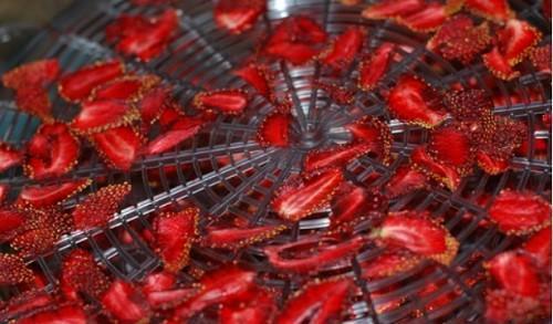 fraises dans une sécheuse électrique